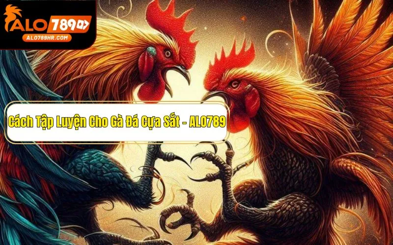 Cách tập luyện cho gà đá cựa sắt giúp gà luôn sung mãn