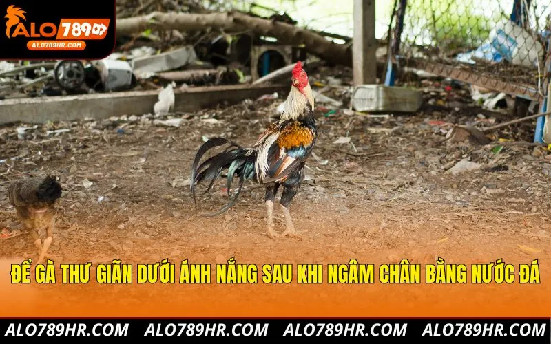Để gà thư giãn dưới ánh nắng sau khi ngâm chân bằng nước đá