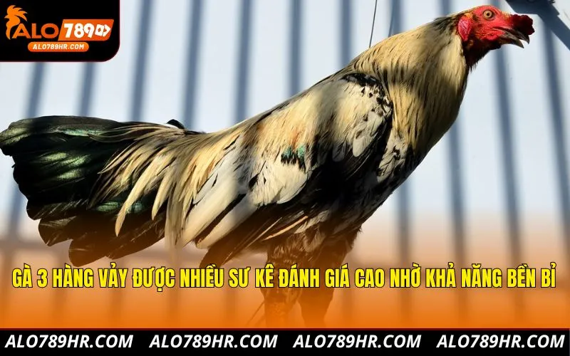 Gà 3 hàng vảy được nhiều sư kê đánh giá cao nhờ khả năng bền bỉ
