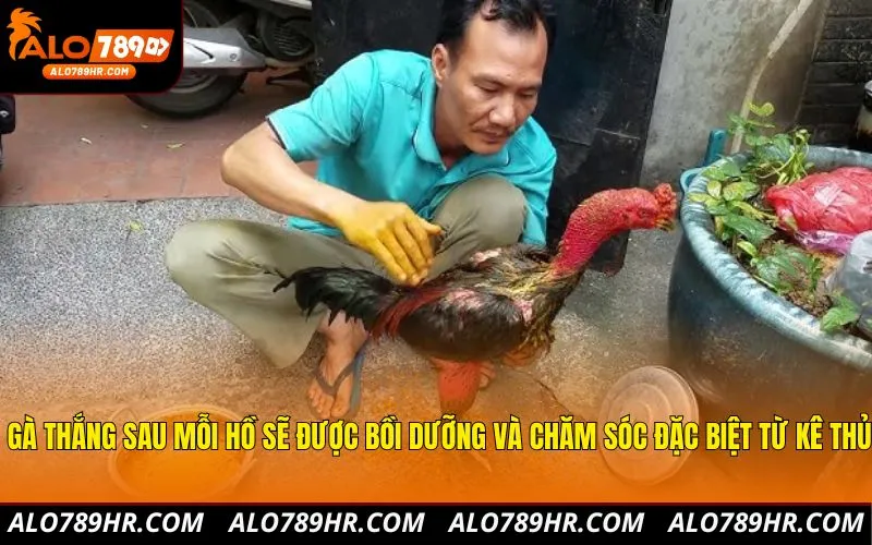 Gà thắng sau mỗi hồ sẽ được bồi dưỡng và chăm sóc đặc biệt từ kê thủ