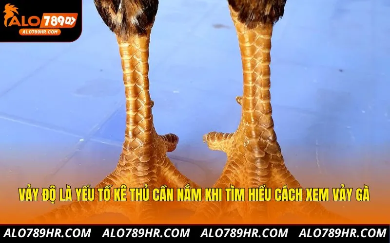 Vảy độ là yếu tố kê thủ cần nắm khi tìm hiểu cách xem vảy gà